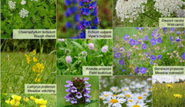 In-field flowering strips ‘how to’ workshop – foundation session 